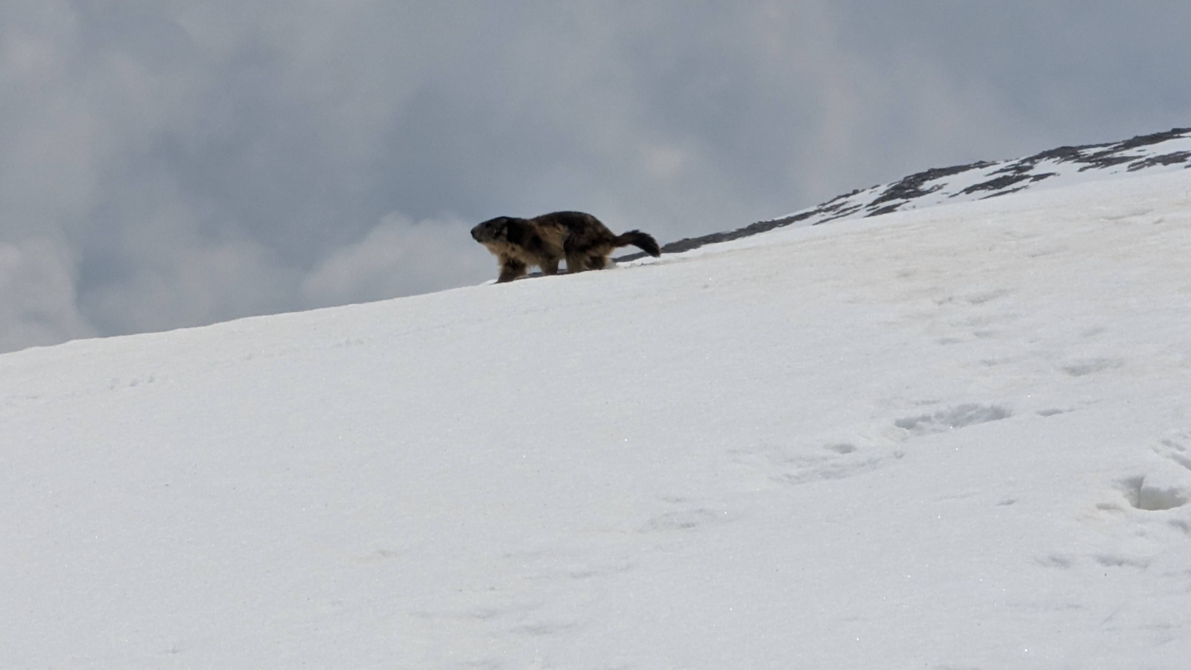 Image 2 pour Grosse randonnée à Col de la Vanoise