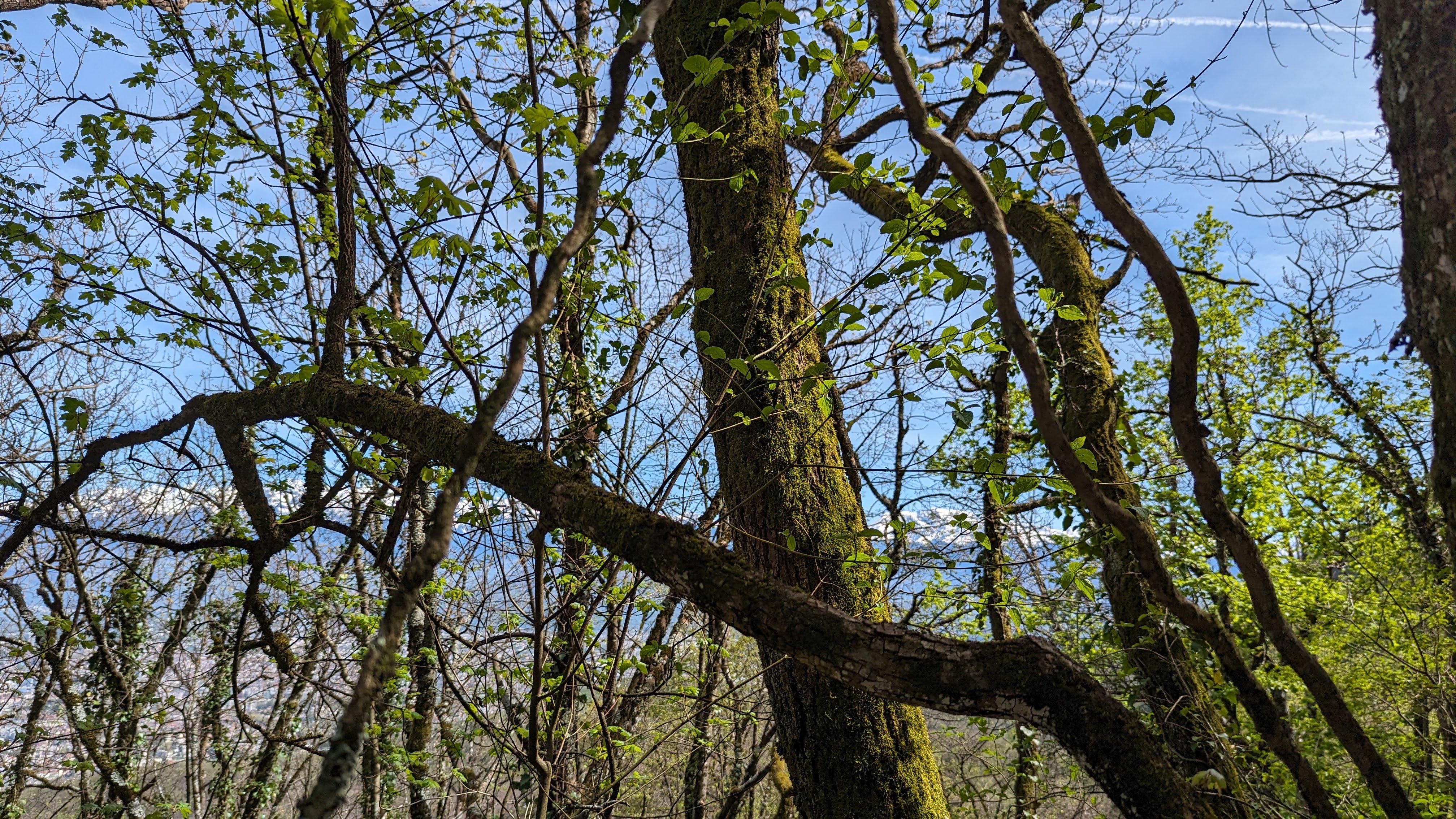 Image 3 pour Randonnée dans les Bois des Vouillants
