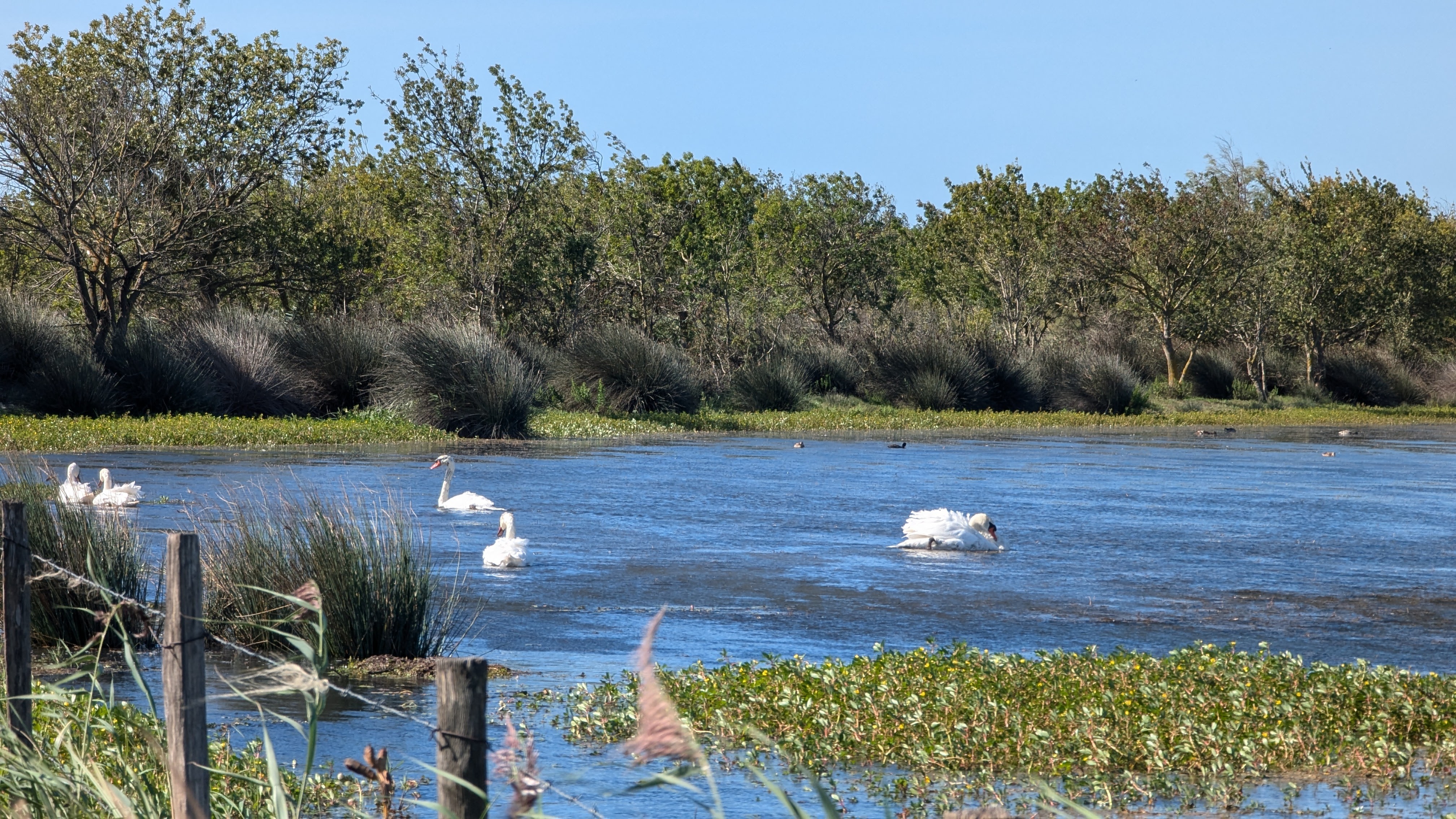 Image 2 pour Marais de Vigueirat