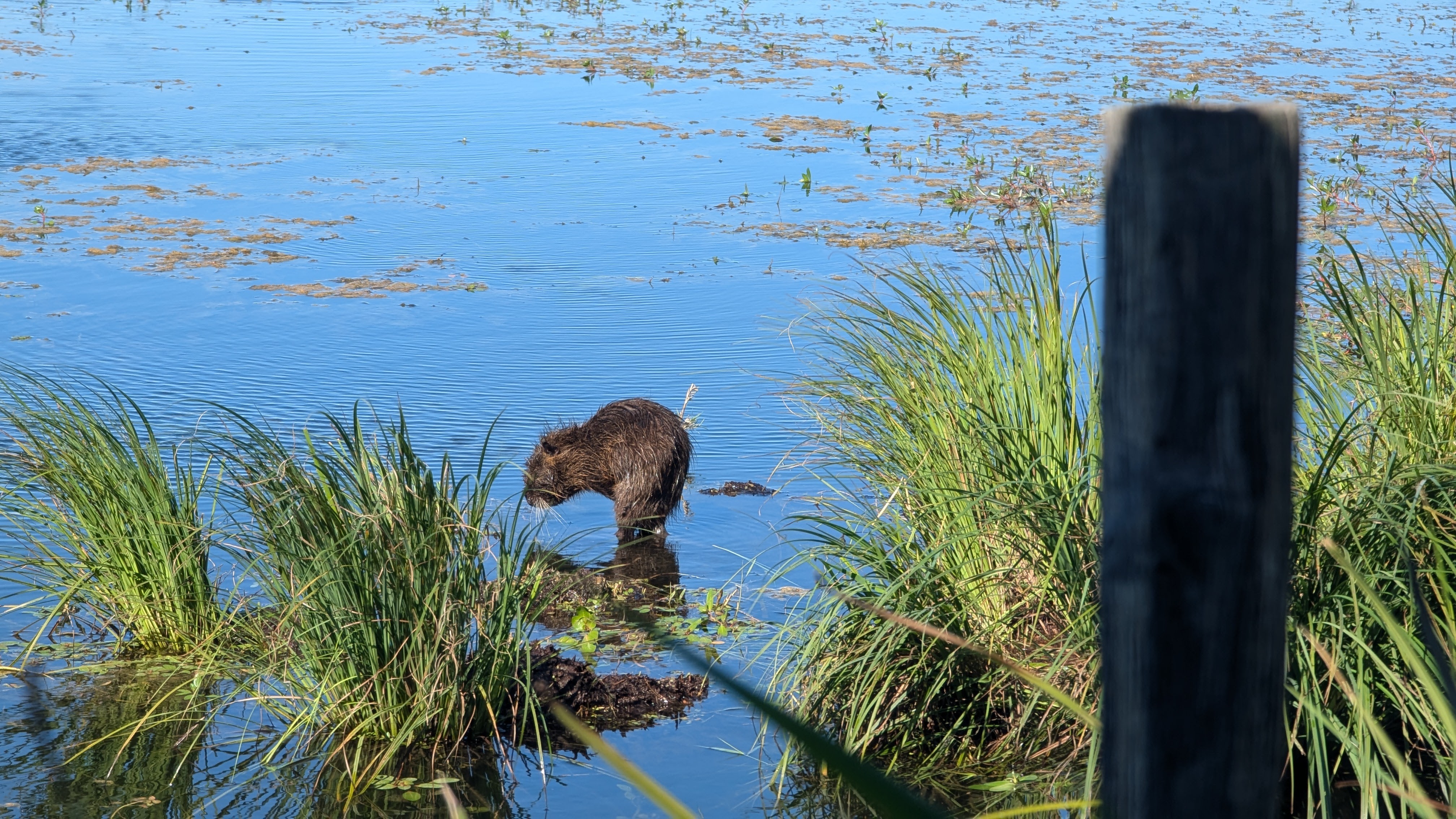 Image 3 pour Marais de Vigueirat