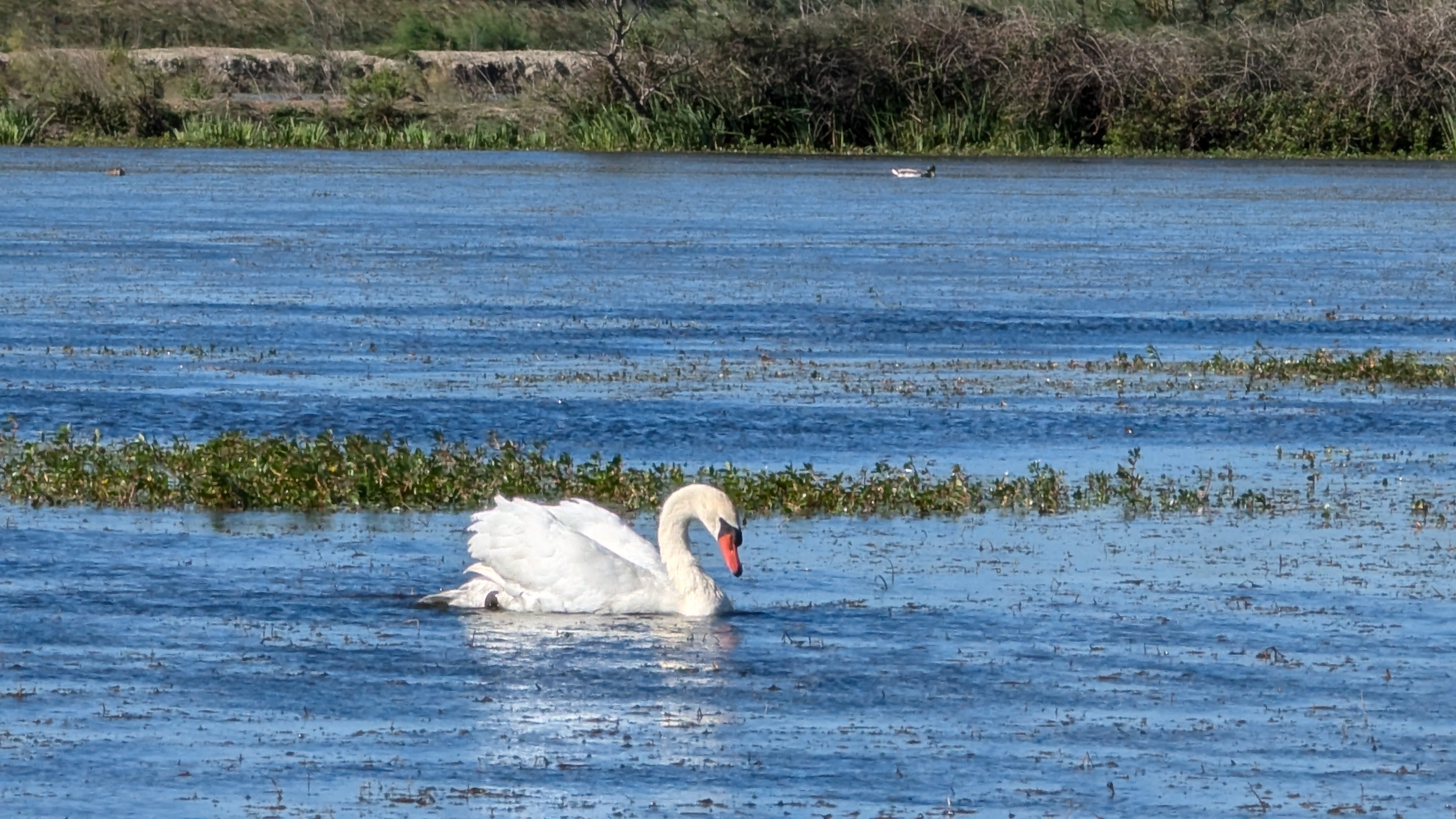 Aperçu de la sortie Marais de Vigueirat