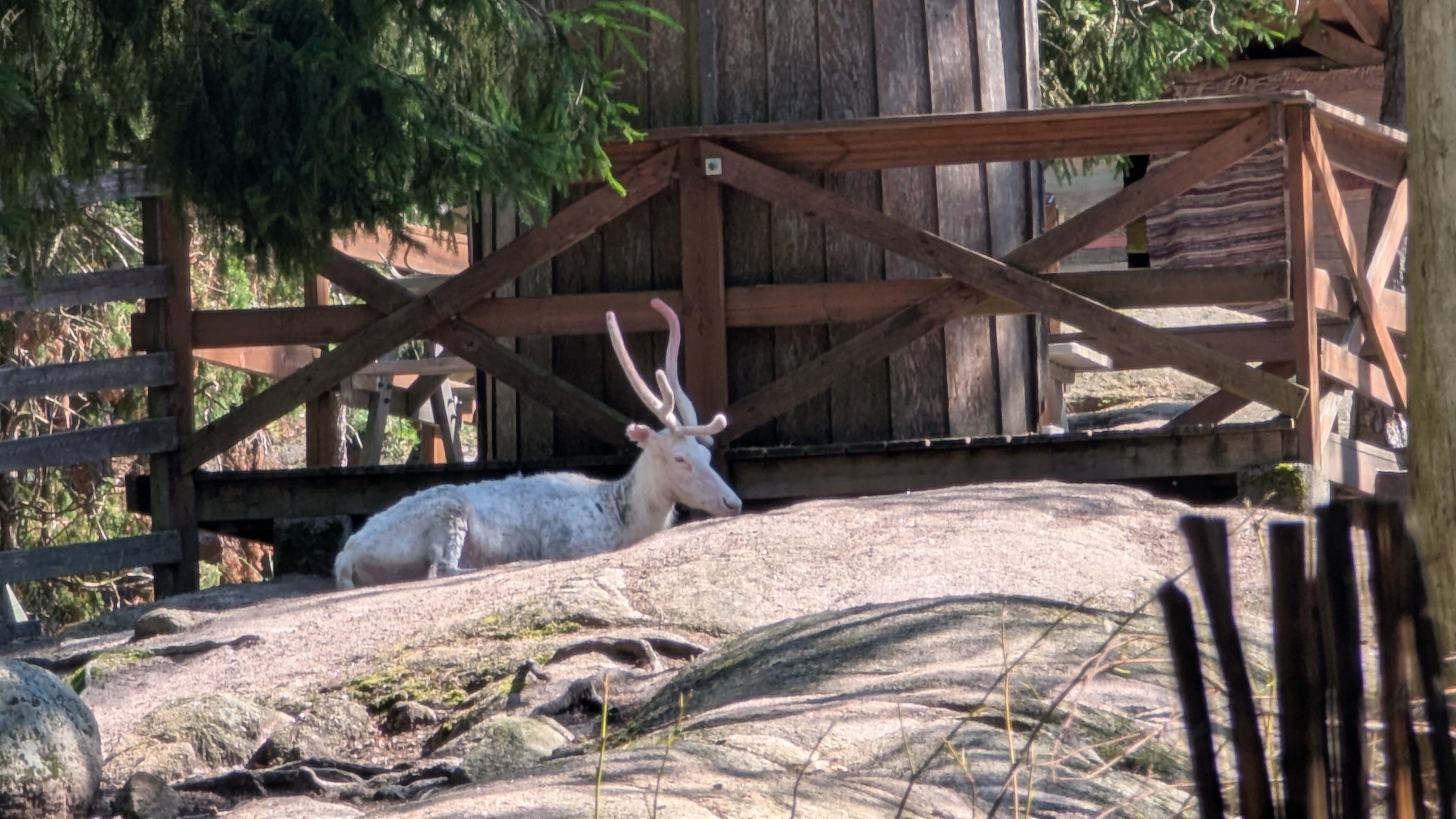 Aperçu de la sortie Randonnée au parc national de Nuuksio