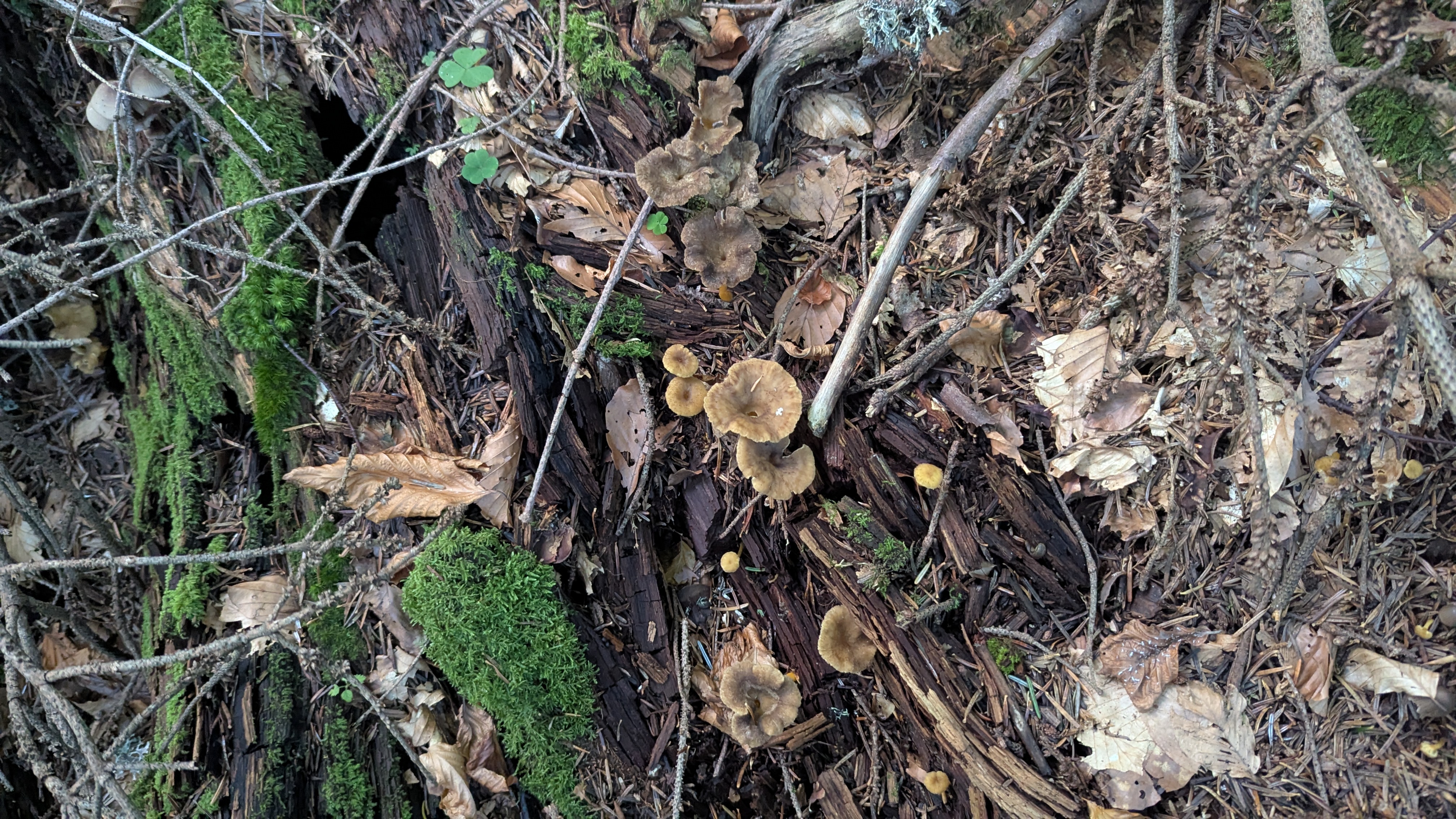 Sortie champignons