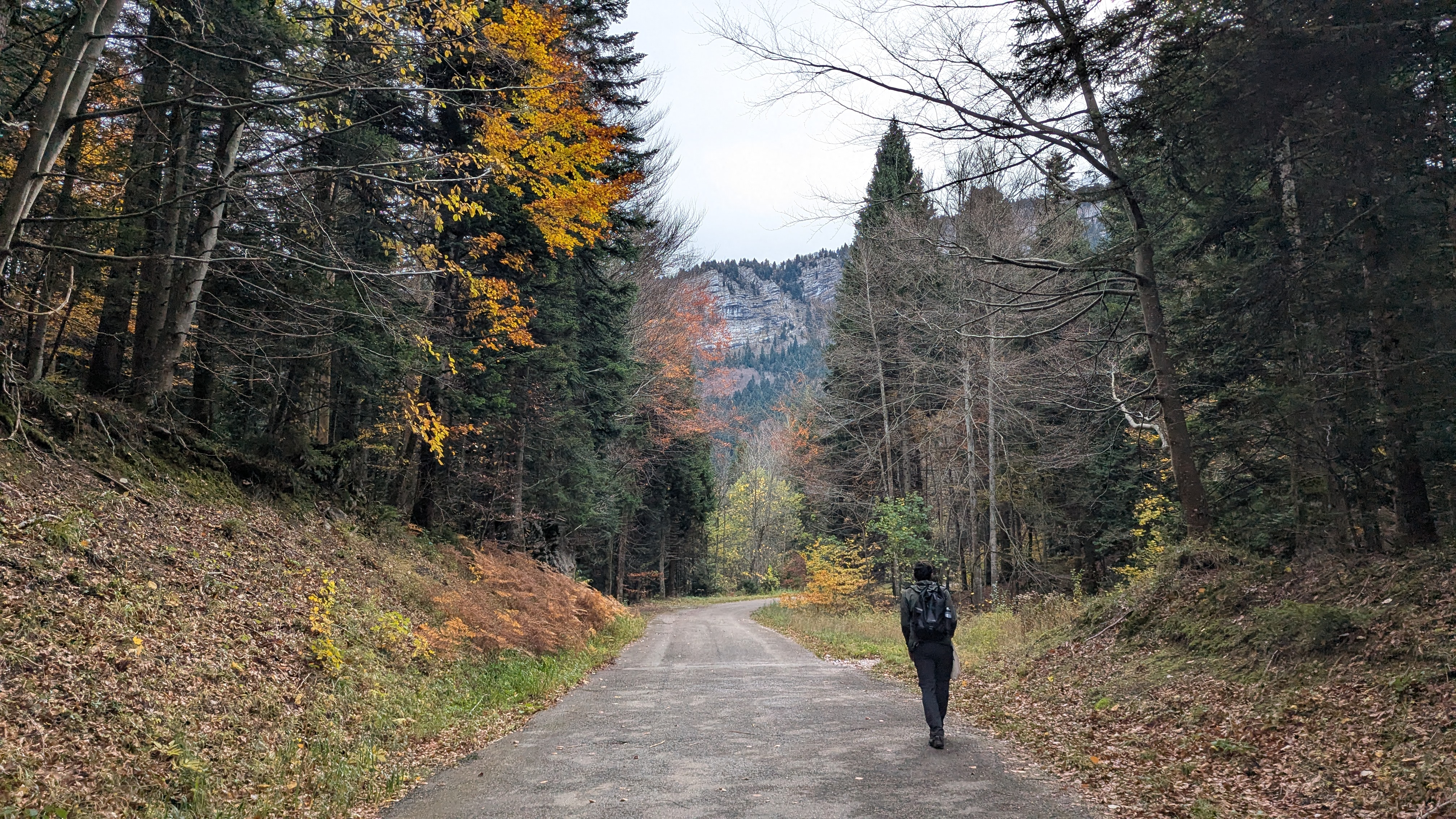 Img carrousel pour Sortie champignons