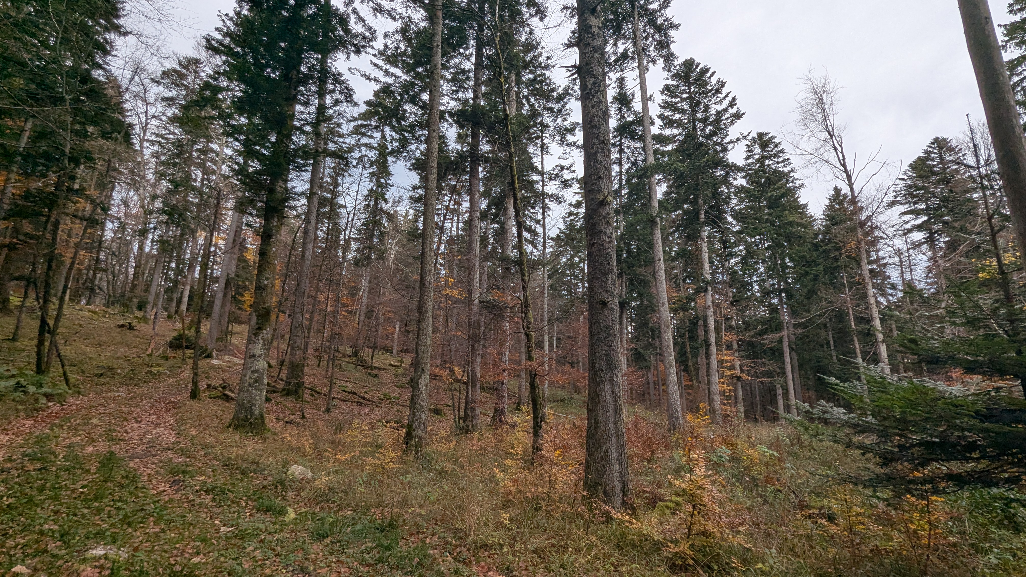 Img carrousel pour Sortie champignons
